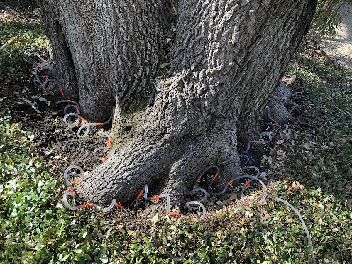 Detailed Tree Cabling and Bracing job site in Skamokawa